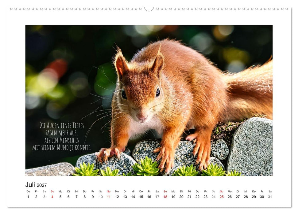 Eichhörnchen, Kobolde des Waldes (CALVENDO Premium Wandkalender 2027)