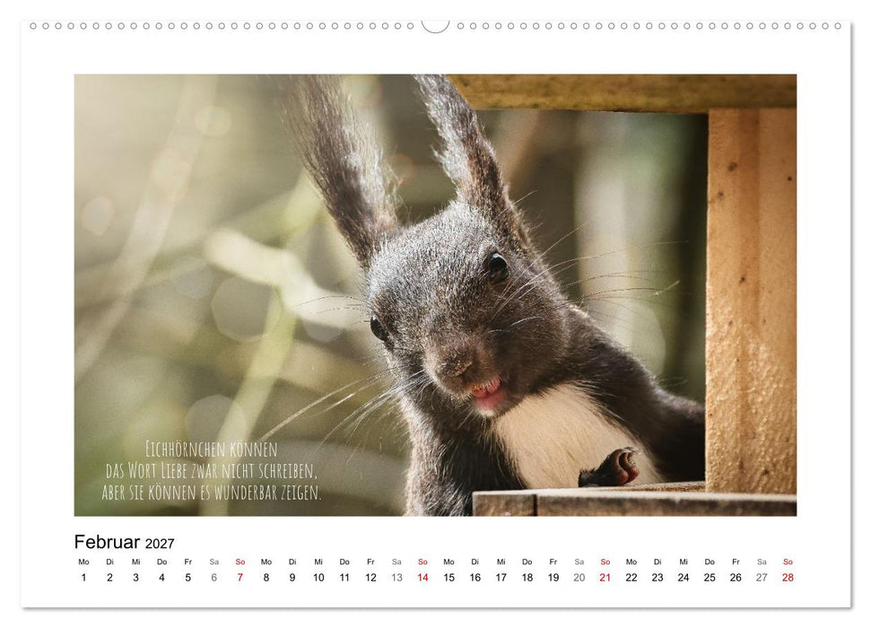 Eichhörnchen, Kobolde des Waldes (CALVENDO Wandkalender 2027)