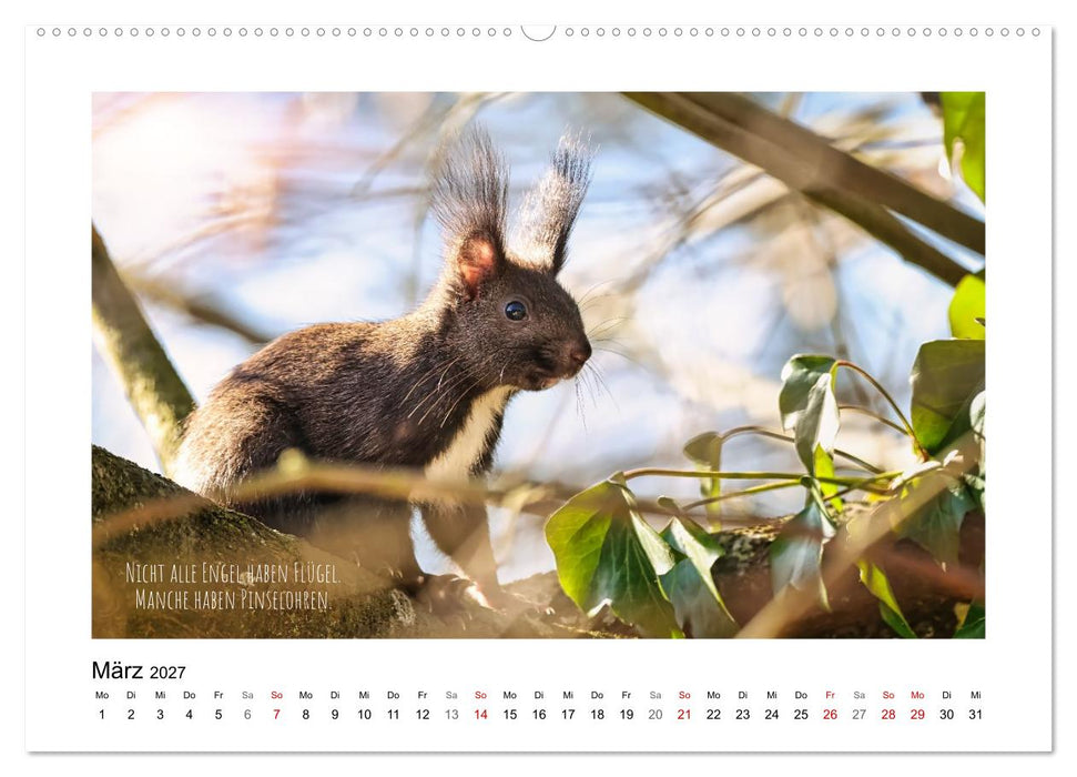 Eichhörnchen, Kobolde des Waldes (CALVENDO Wandkalender 2027)