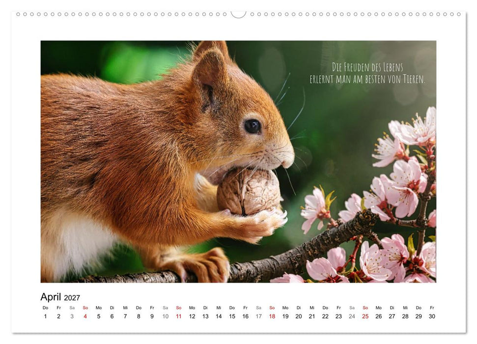 Eichhörnchen, Kobolde des Waldes (CALVENDO Wandkalender 2027)
