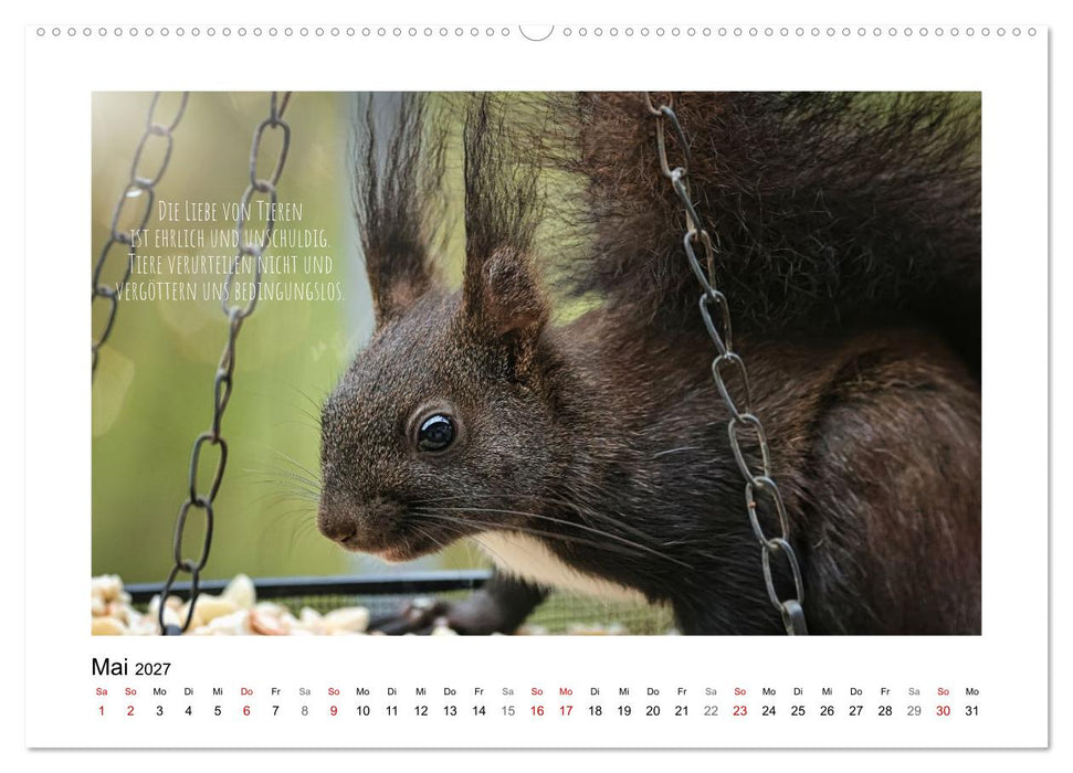 Eichhörnchen, Kobolde des Waldes (CALVENDO Wandkalender 2027)