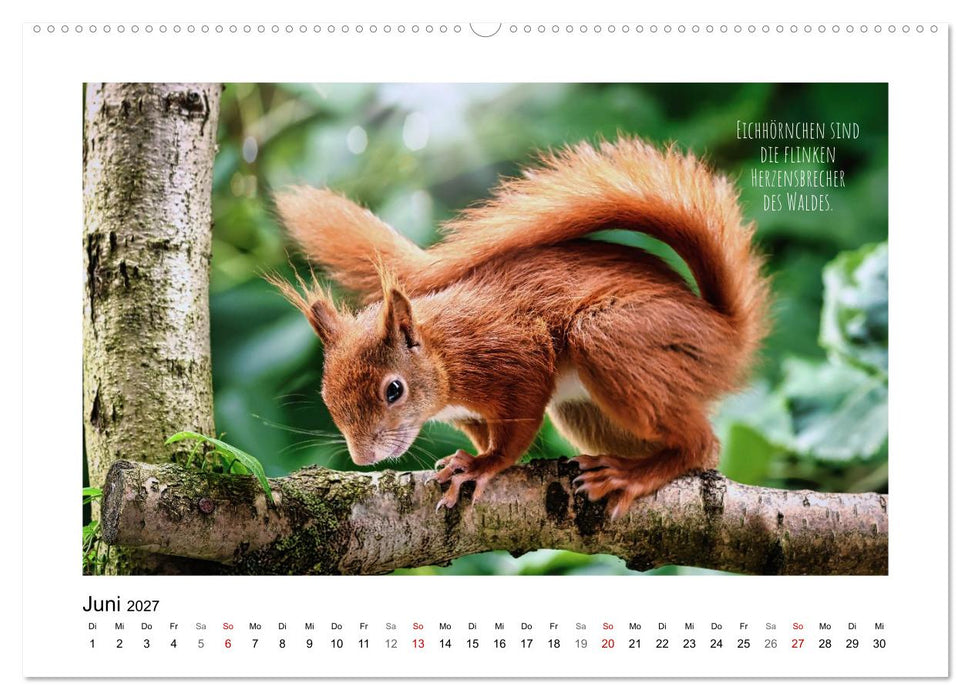 Eichhörnchen, Kobolde des Waldes (CALVENDO Wandkalender 2027)