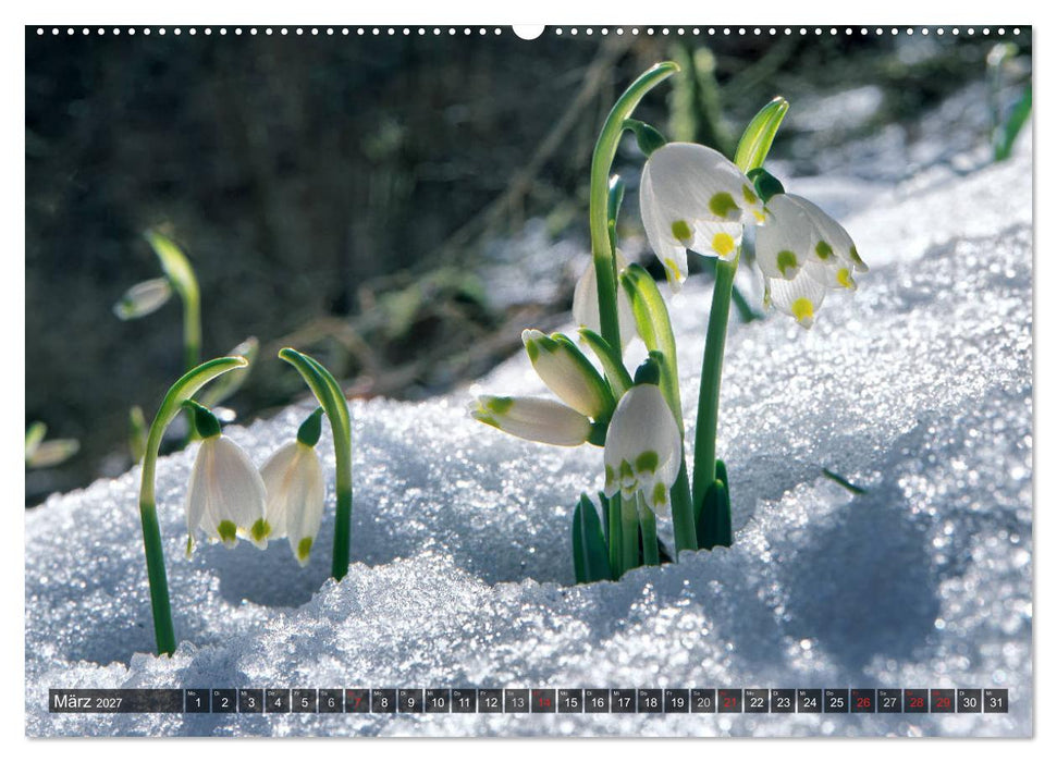 Mein Donautal (CALVENDO Premium Wandkalender 2027)