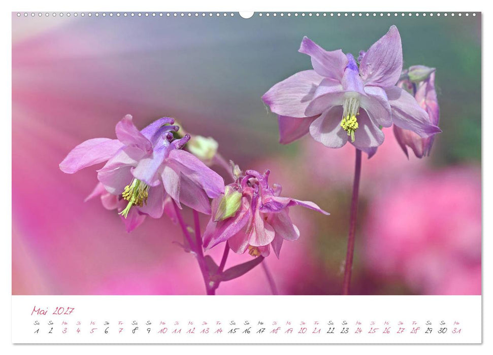 Blütenträume in violett und pink (CALVENDO Premium Wandkalender 2027)
