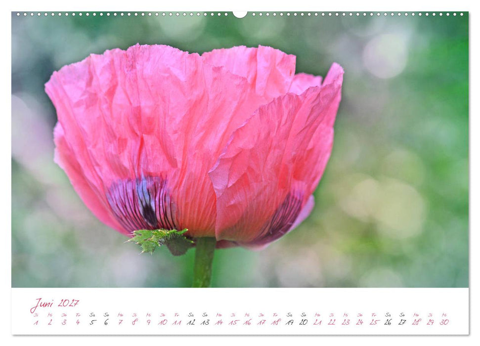 Blütenträume in violett und pink (CALVENDO Premium Wandkalender 2027)