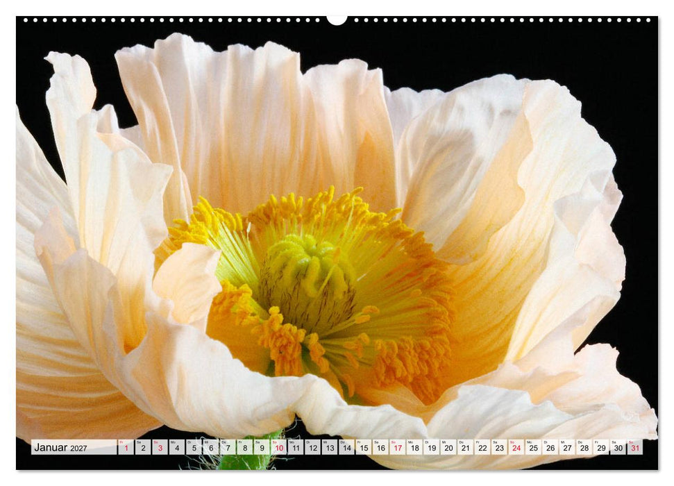 Prachtvolle Mohnblüten (CALVENDO Premium Wandkalender 2027)