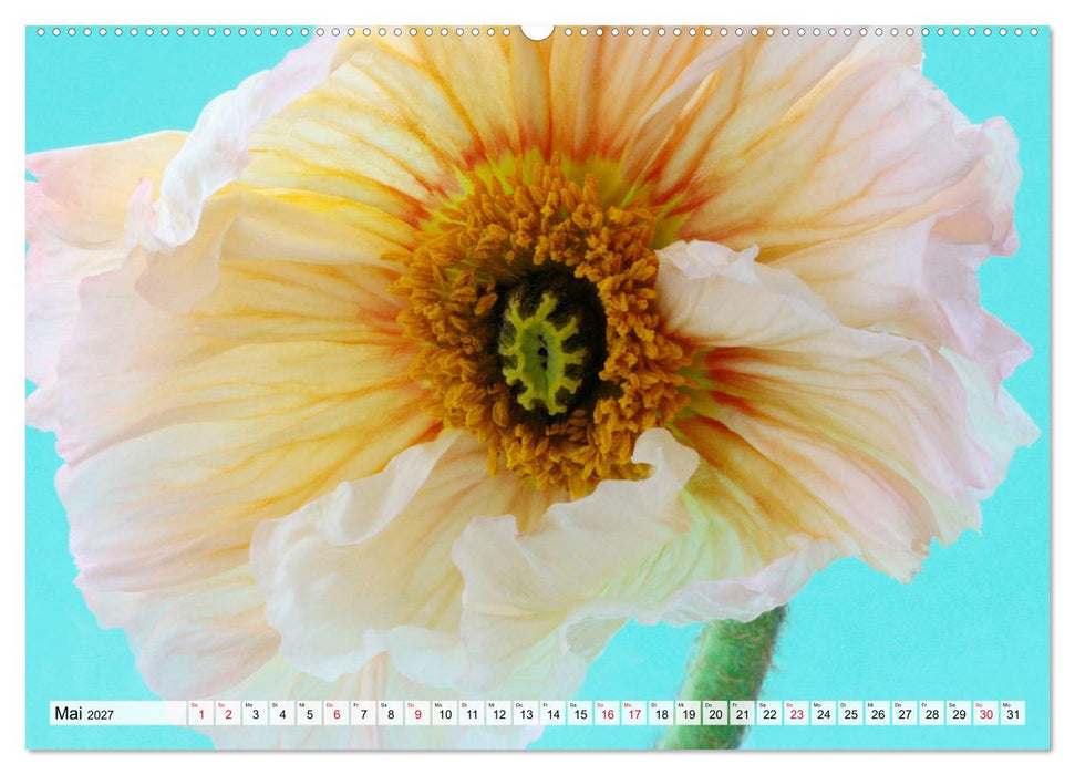 Prachtvolle Mohnblüten (CALVENDO Premium Wandkalender 2027)