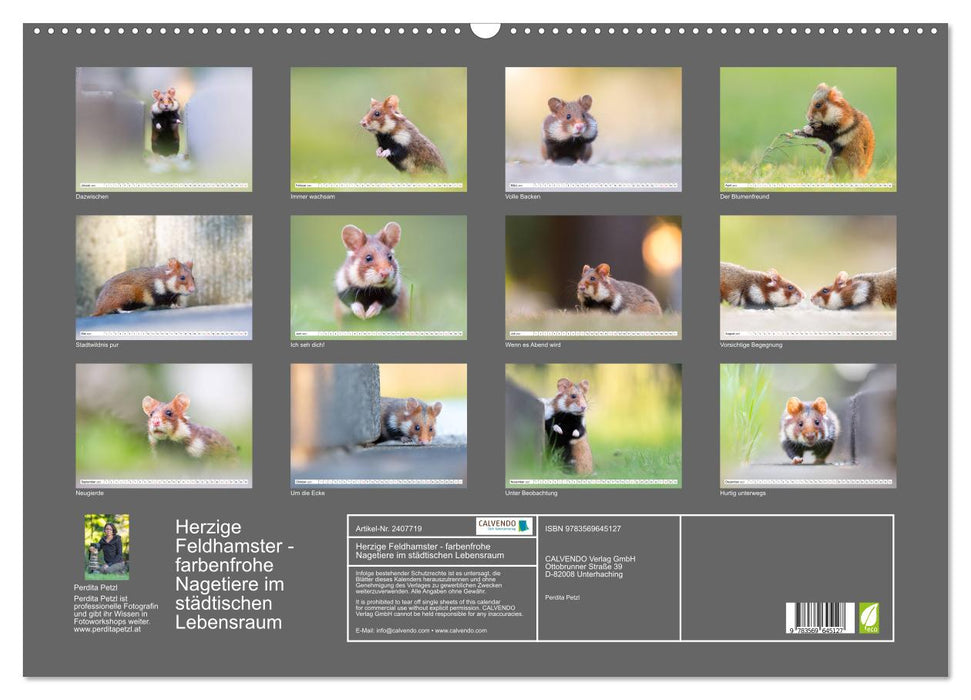 Herzige Feldhamster - farbenfrohe Nagetiere im städtischen Lebensraum (CALVENDO Wandkalender 2027)