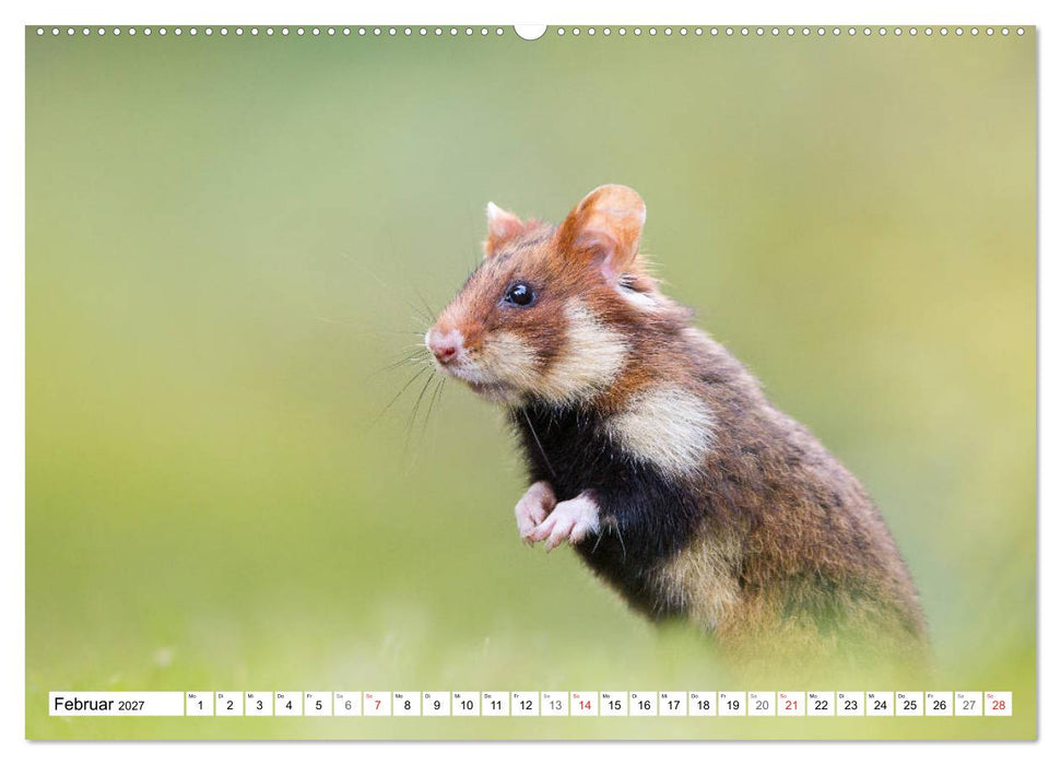 Herzige Feldhamster - farbenfrohe Nagetiere im städtischen Lebensraum (CALVENDO Wandkalender 2027)