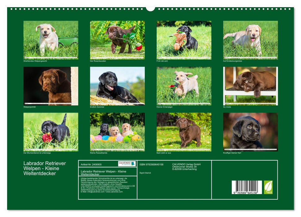 Labrador Retriever Welpen - Kleine Weltentdecker (CALVENDO Premium Wandkalender 2027)