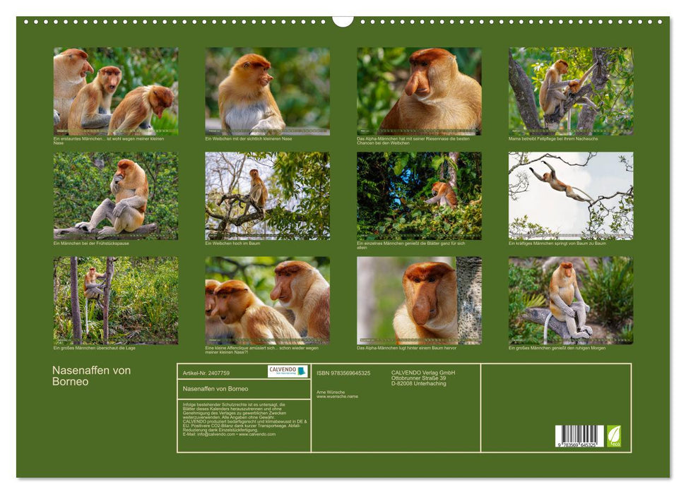 Nasenaffen von Borneo (CALVENDO Wandkalender 2027)