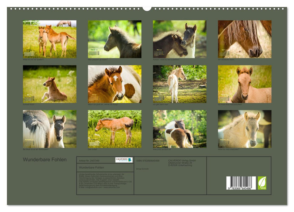 Wunderbare Fohlen (CALVENDO Premium Wandkalender 2027)
