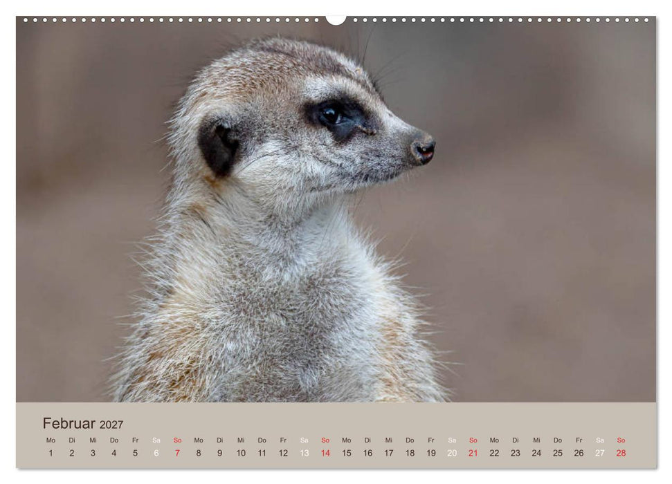 Quirlige Erdmännchen (CALVENDO Premium Wandkalender 2027)
