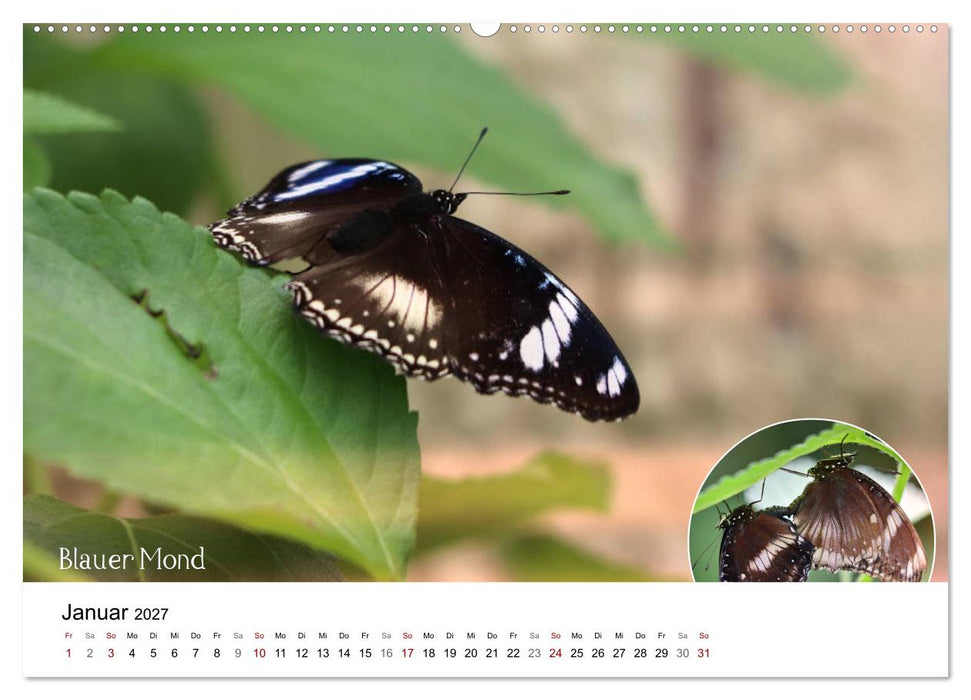 achja?! Schmetterlinge, exotisch, bunt und wunderschön (CALVENDO Wandkalender 2027)