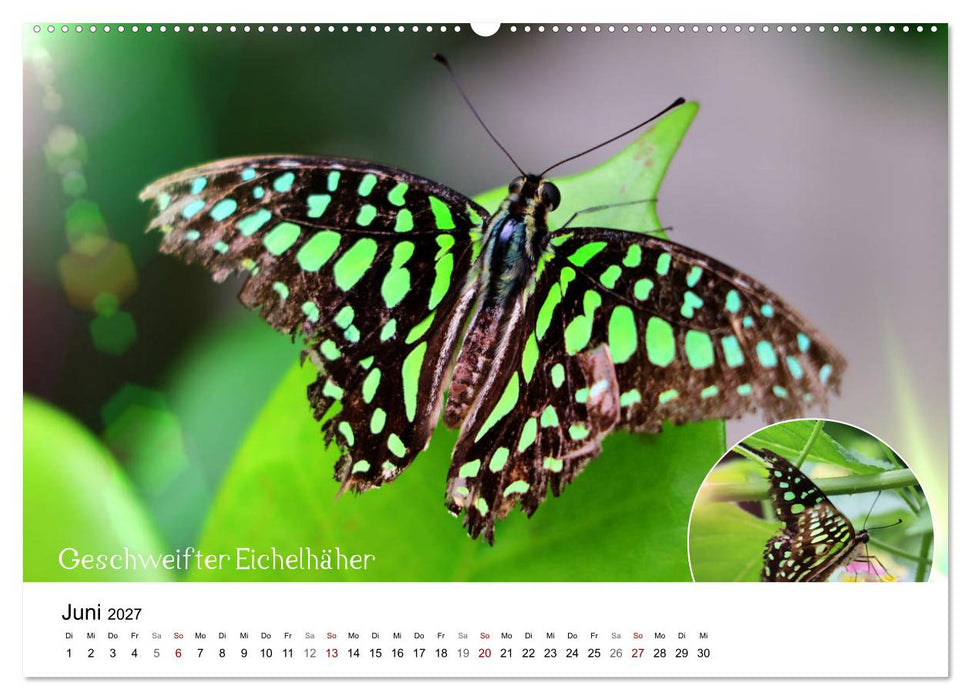achja?! Schmetterlinge, exotisch, bunt und wunderschön (CALVENDO Wandkalender 2027)
