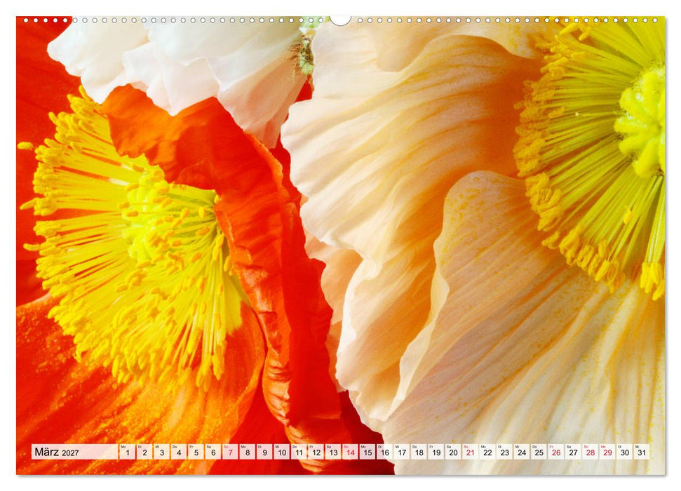 Prachtvolle Mohnblüten (CALVENDO Wandkalender 2027)