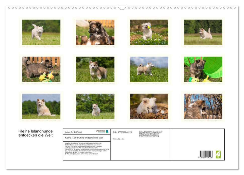 Kleine Islandhunde entdecken die Welt (CALVENDO Wandkalender 2027)
