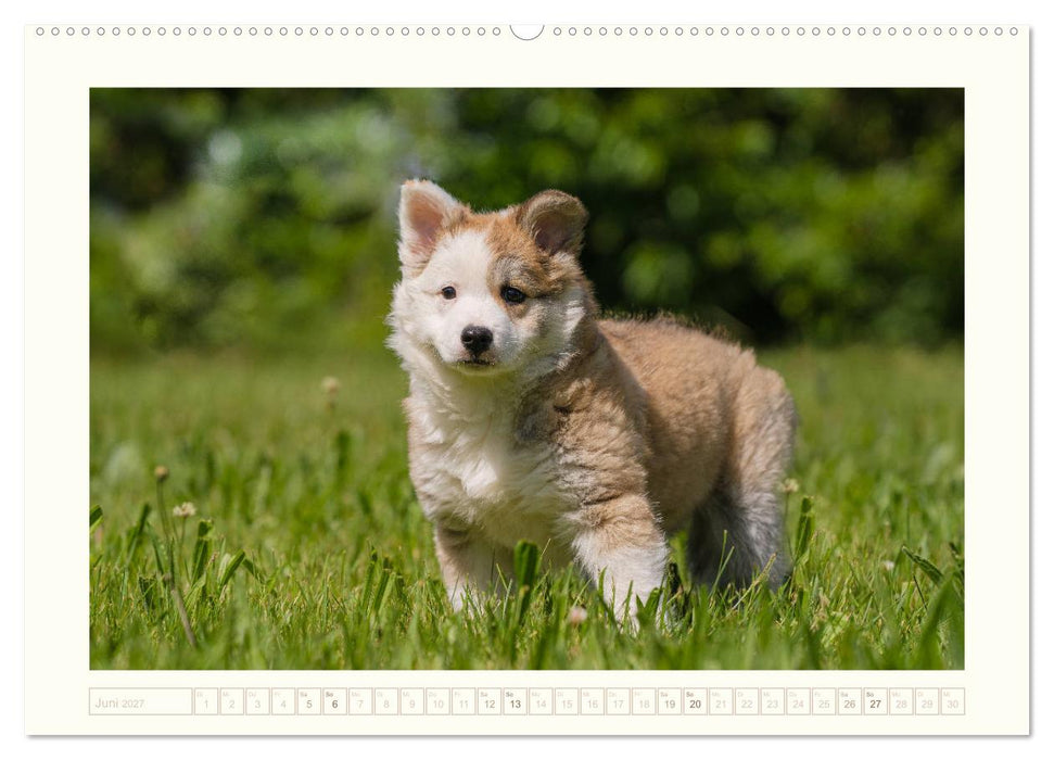 Kleine Islandhunde entdecken die Welt (CALVENDO Wandkalender 2027)
