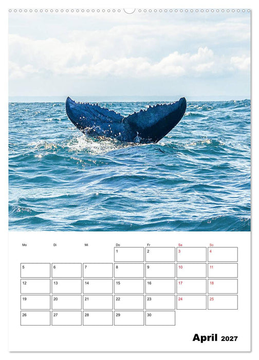 Boa Vista - die „Perle“ der Kapverden (CALVENDO Wandkalender 2027)