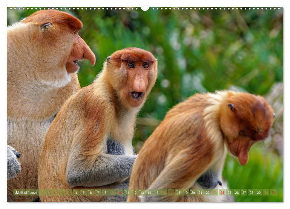 Nasenaffen von Borneo (CALVENDO Premium Wandkalender 2027)