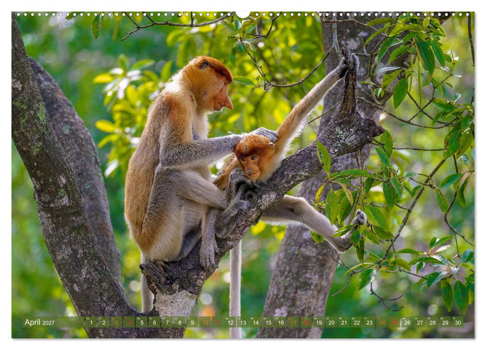 Nasenaffen von Borneo (CALVENDO Premium Wandkalender 2027)