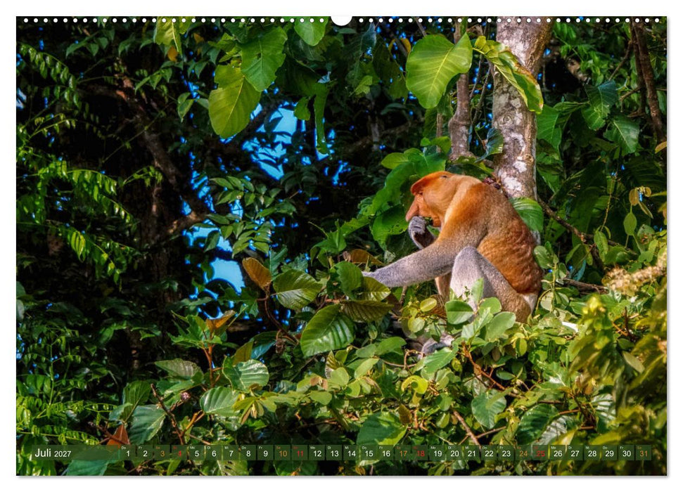 Nasenaffen von Borneo (CALVENDO Premium Wandkalender 2027)