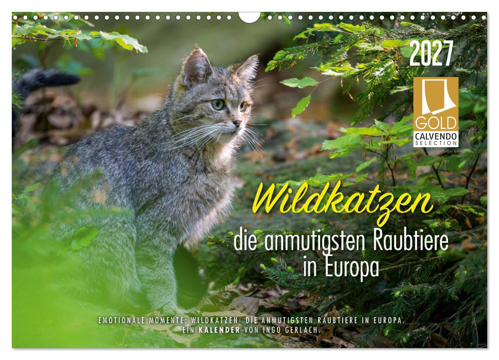 Wildkatzen - die anmutigsten Raubiere in Europa. (CALVENDO Wandkalender 2027)