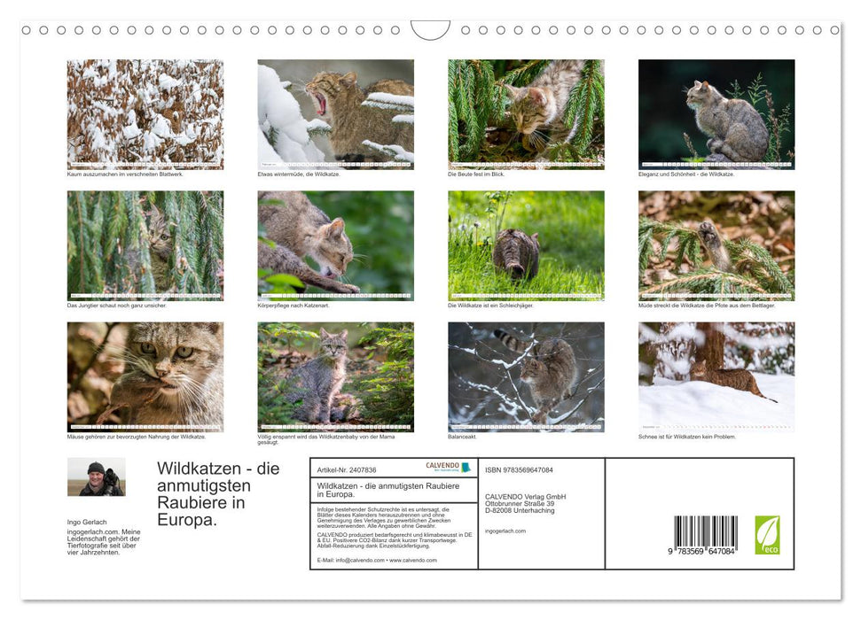 Wildkatzen - die anmutigsten Raubiere in Europa. (CALVENDO Wandkalender 2027)