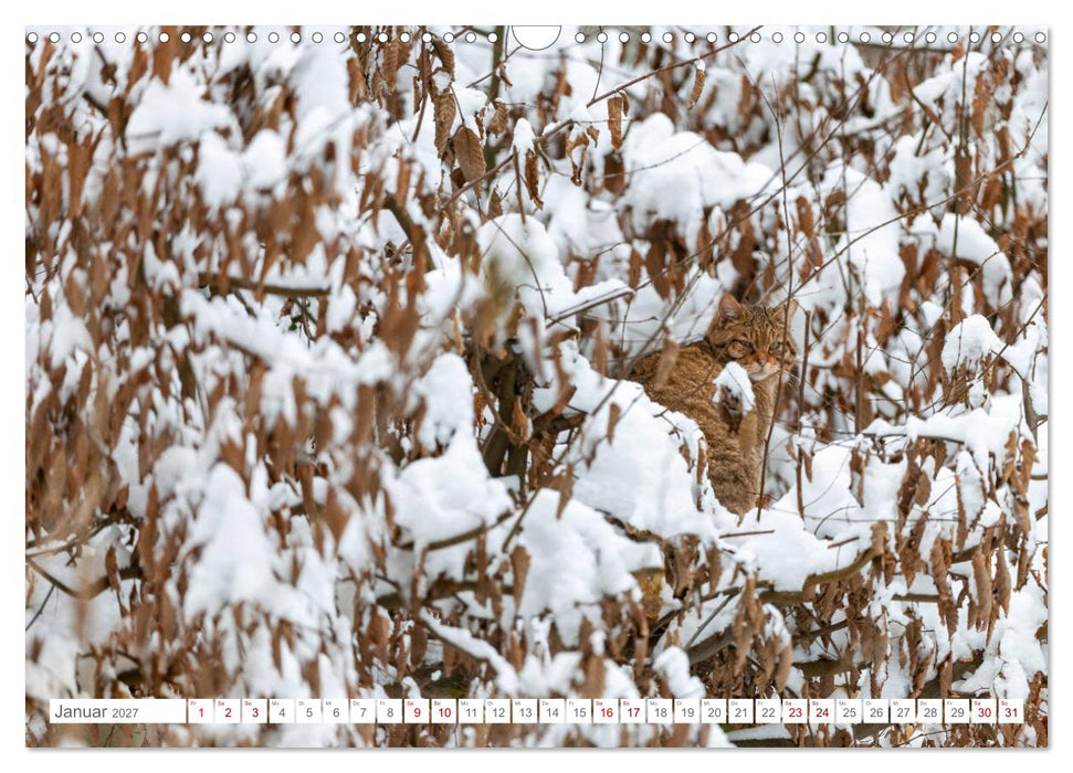 Wildkatzen - die anmutigsten Raubiere in Europa. (CALVENDO Wandkalender 2027)