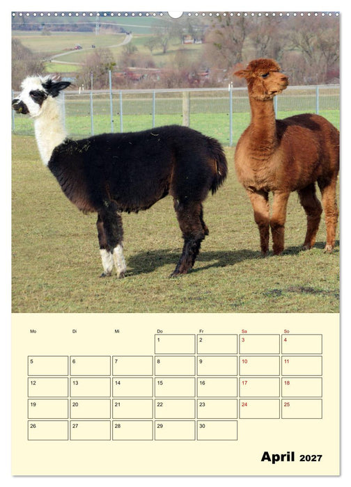 Alpakas erleben (CALVENDO Premium Wandkalender 2027)