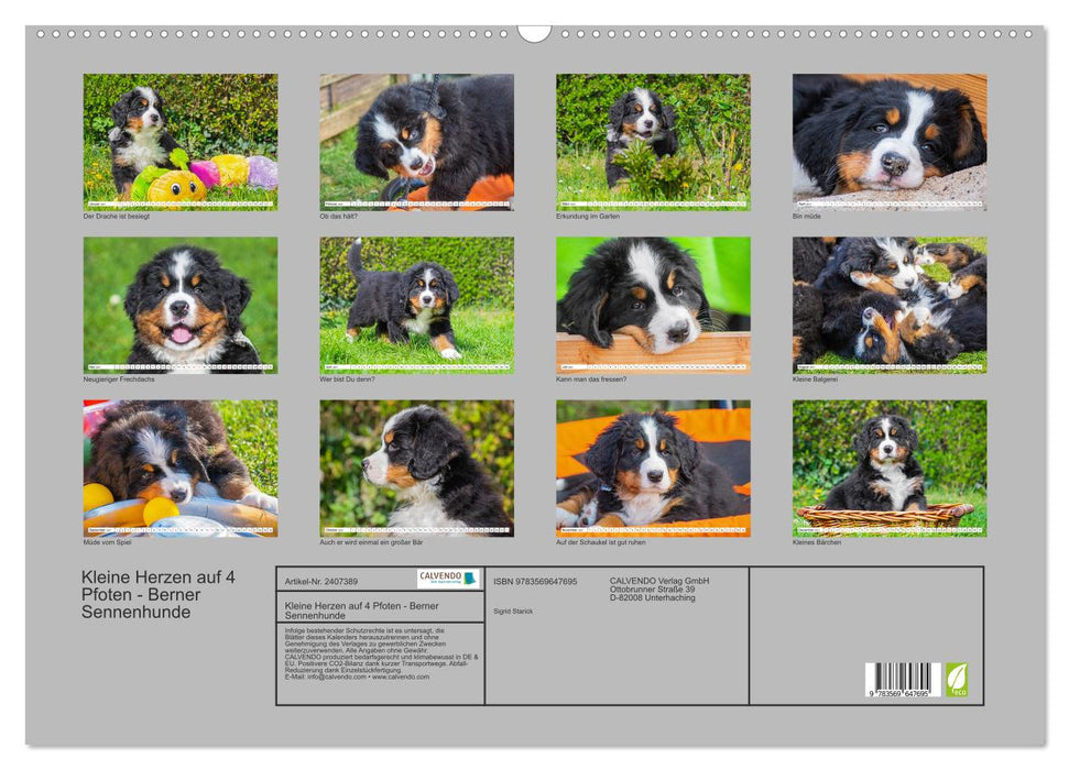 Kleine Herzen auf 4 Pfoten - Berner Sennenhunde (CALVENDO Wandkalender 2027)