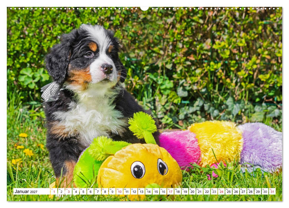 Kleine Herzen auf 4 Pfoten - Berner Sennenhunde (CALVENDO Wandkalender 2027)