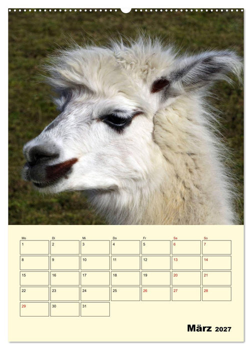 Alpakas erleben (CALVENDO Wandkalender 2027)