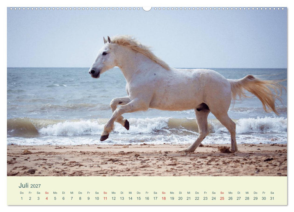 PFERDE & MEER (CALVENDO Premium Wandkalender 2027)