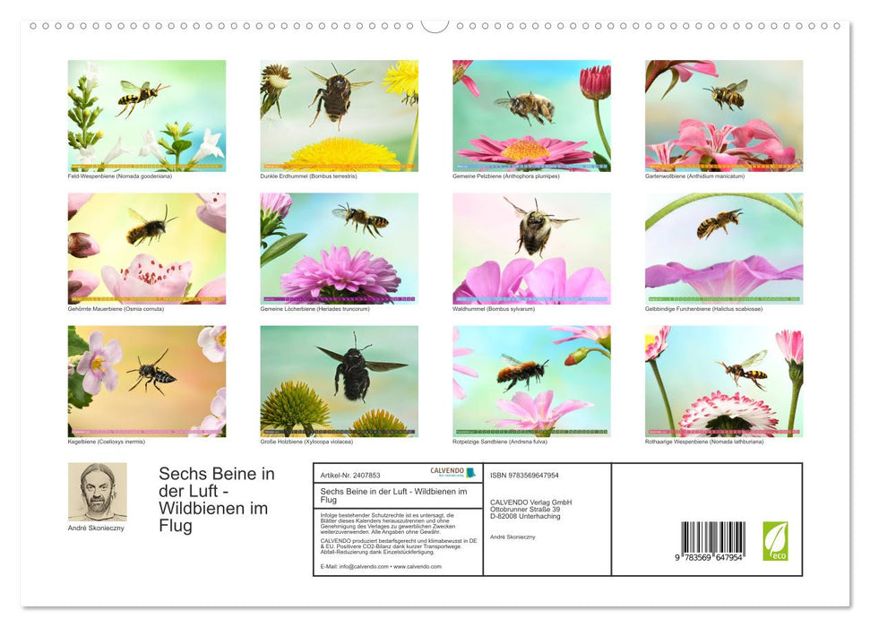 Sechs Beine in der Luft - Wildbienen im Flug (CALVENDO Premium Wandkalender 2027)