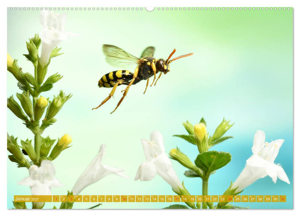 Sechs Beine in der Luft - Wildbienen im Flug (CALVENDO Premium Wandkalender 2027)