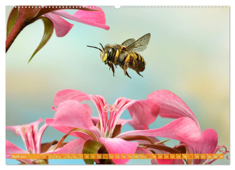Sechs Beine in der Luft - Wildbienen im Flug (CALVENDO Premium Wandkalender 2027)
