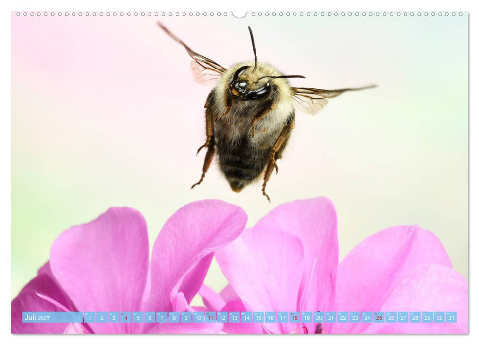 Sechs Beine in der Luft - Wildbienen im Flug (CALVENDO Premium Wandkalender 2027)