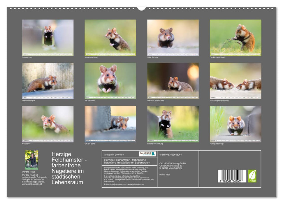 Herzige Feldhamster - farbenfrohe Nagetiere im städtischen Lebensraum (CALVENDO Premium Wandkalender 2027)