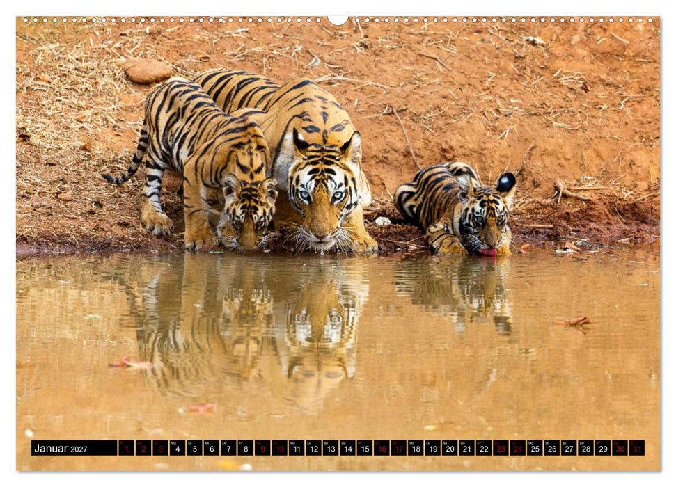 Indien - Im Reich des Tigers (CALVENDO Wandkalender 2027)