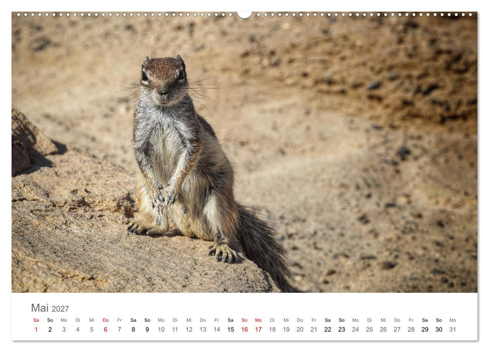 Fuerteventura - die Wüsteninsel der Kanaren (CALVENDO Wandkalender 2027)