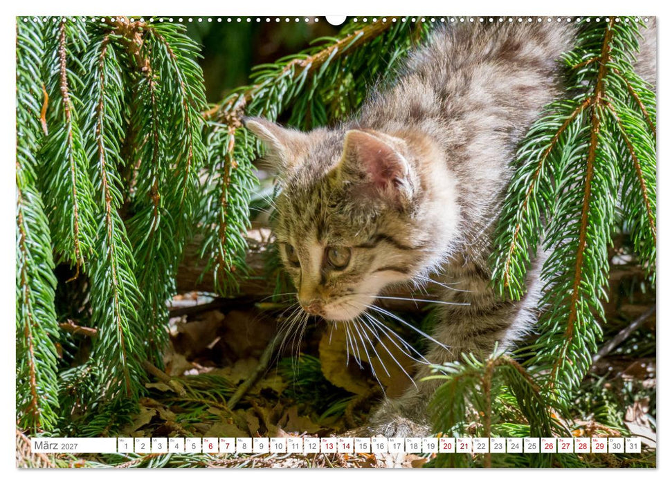 Wildkatzen - die anmutigsten Raubiere in Europa. (CALVENDO Wandkalender 2027)
