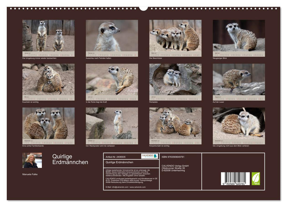 Quirlige Erdmännchen (CALVENDO Wandkalender 2027)