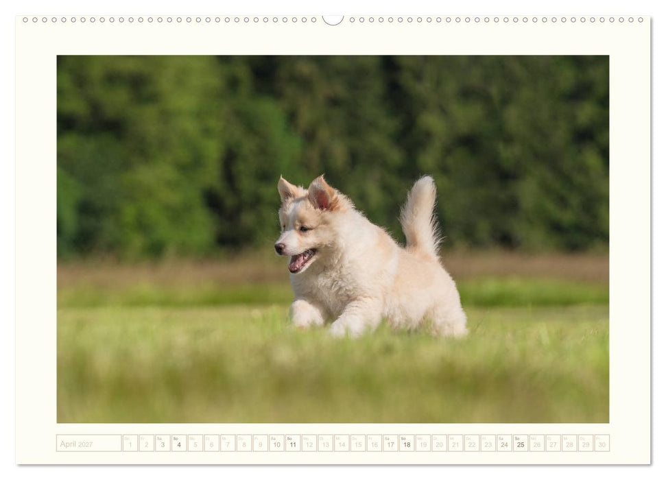 Kleine Islandhunde entdecken die Welt (CALVENDO Premium Wandkalender 2027)