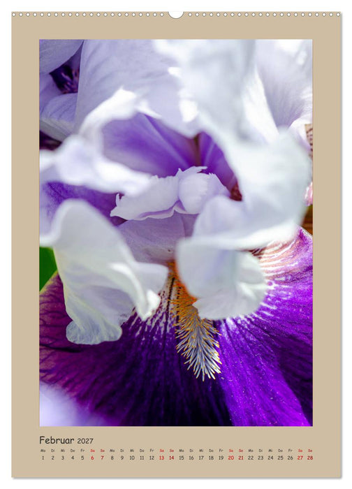 Zauberhafte Iris (CALVENDO Premium Wandkalender 2027)