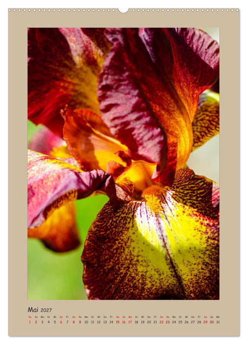Zauberhafte Iris (CALVENDO Premium Wandkalender 2027)