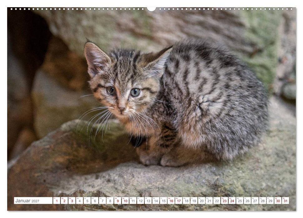 Wildkatzenbabys - wild und zuckersüß. (CALVENDO Wandkalender 2027)