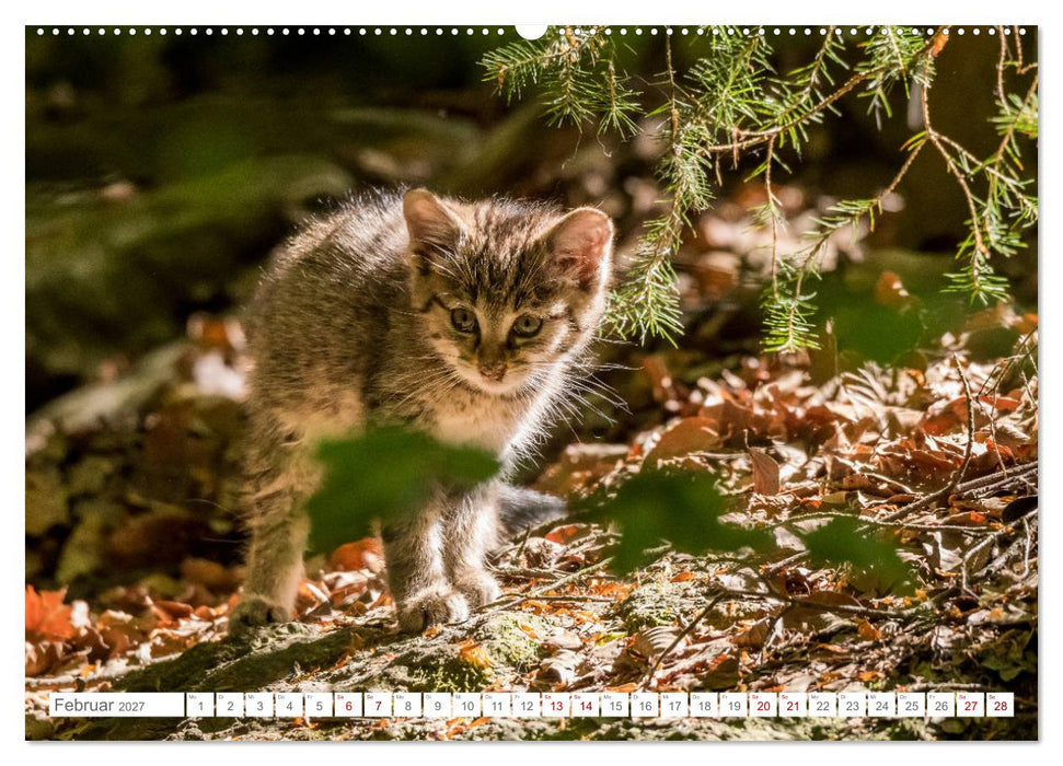 Wildkatzenbabys - wild und zuckersüß. (CALVENDO Wandkalender 2027)