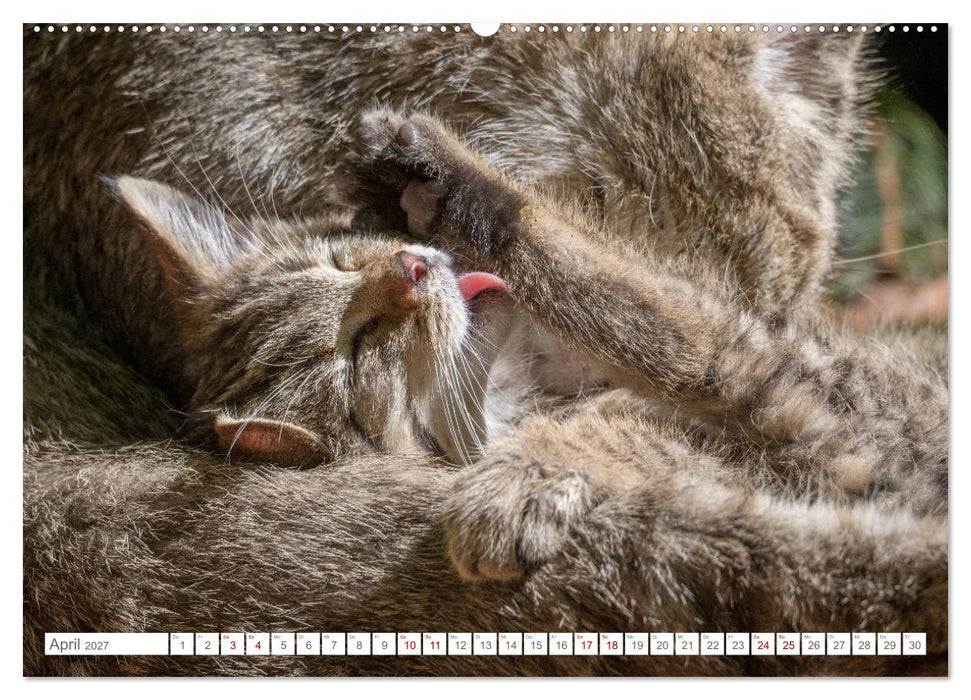 Wildkatzenbabys - wild und zuckersüß. (CALVENDO Wandkalender 2027)