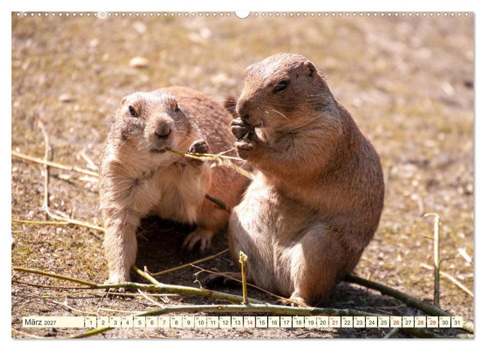 Präriehunde - süße Säuger (CALVENDO Premium Wandkalender 2027)